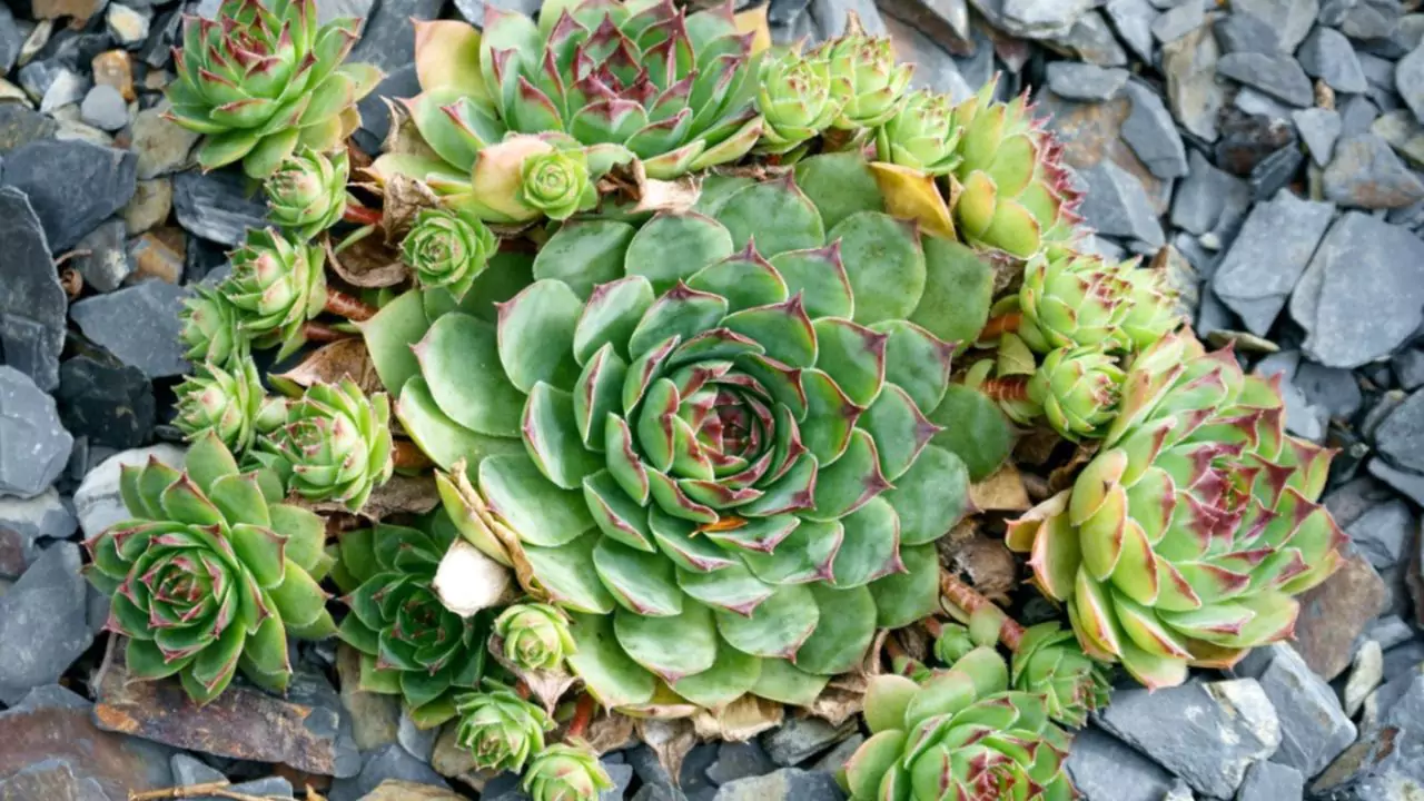 Are Succulents Good House Plants? 8 Hens and chicks 1
