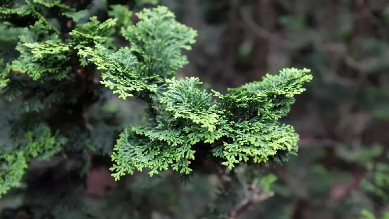 Why Is My Hinoki Cypress Turning Yellow 3 Hinoki Cypress nutrient deficiency