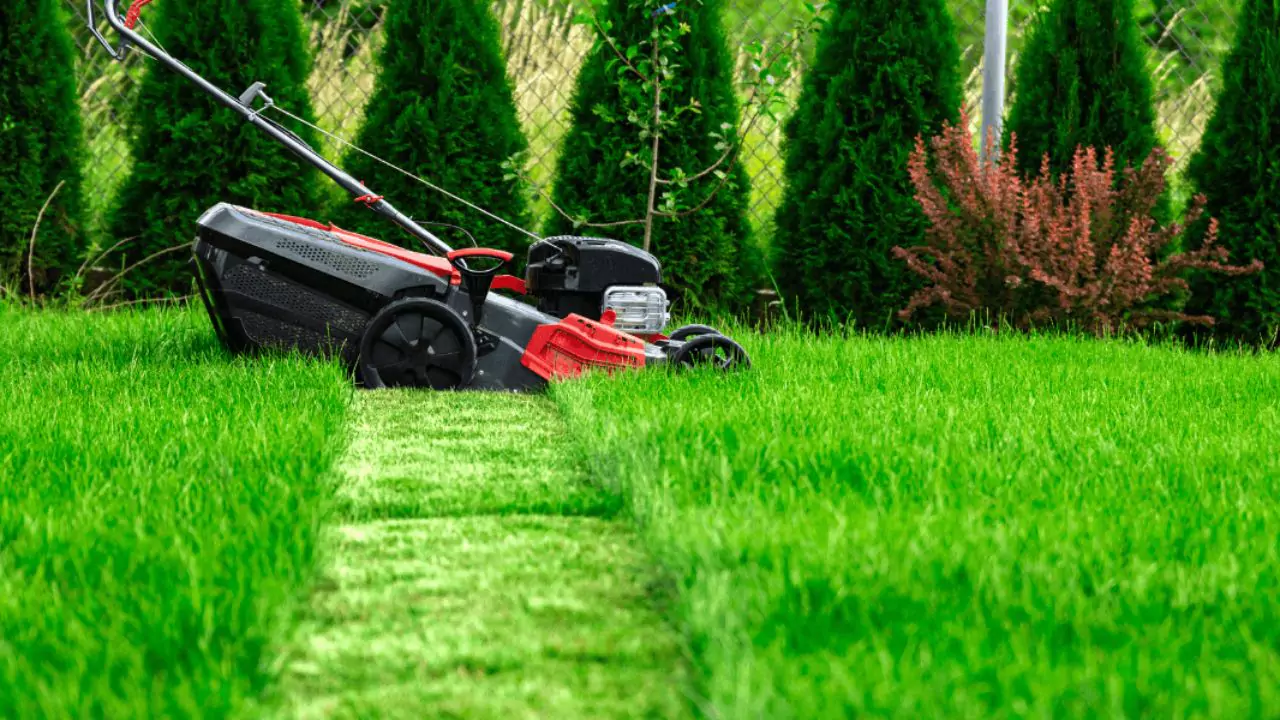 Hiring a Professional Lawn Care Company