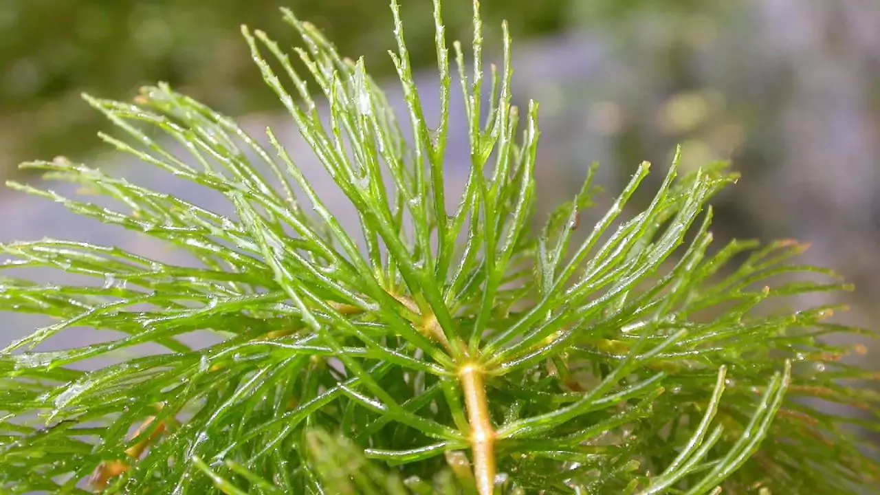 Top 7 Reasons Your Pond Plants Are Dying 5 Hornwort plant