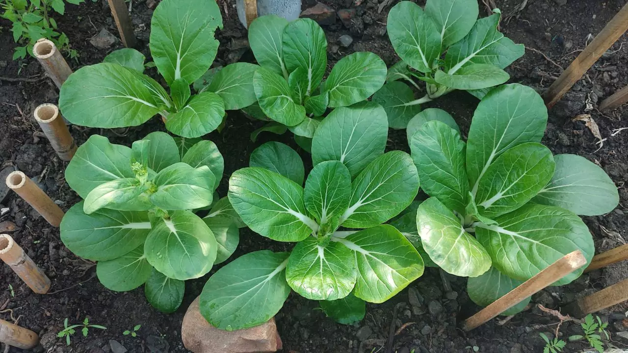 How to Grow Organic Pechay 4 How to Sow Pechay Seeds