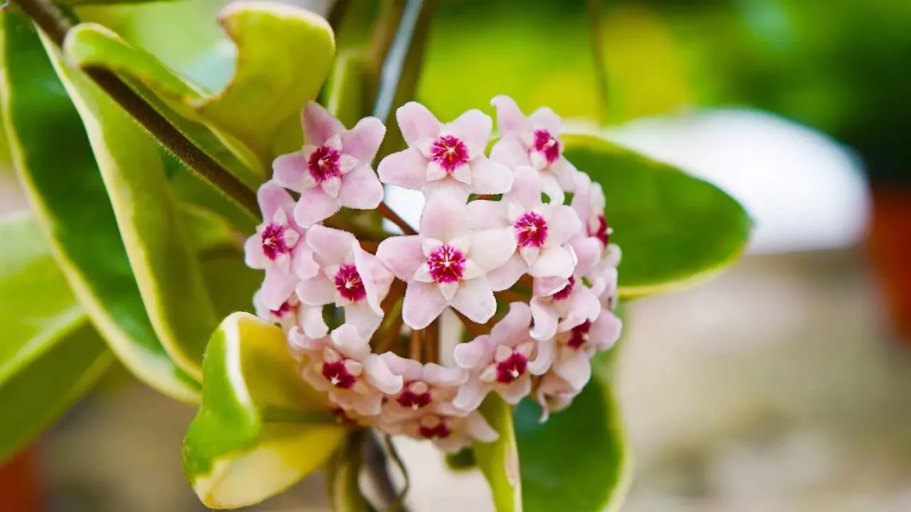 17 Climbing Indoor Plants with Images