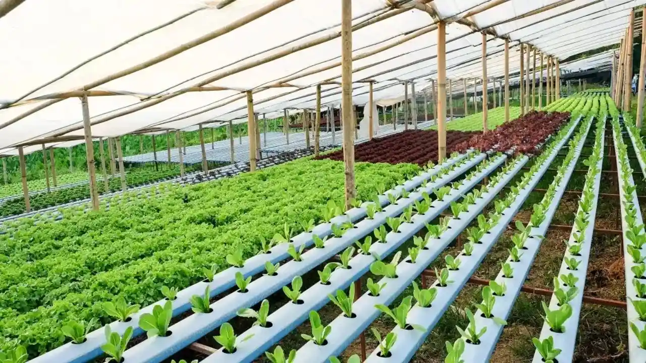 Hydroponics for profits