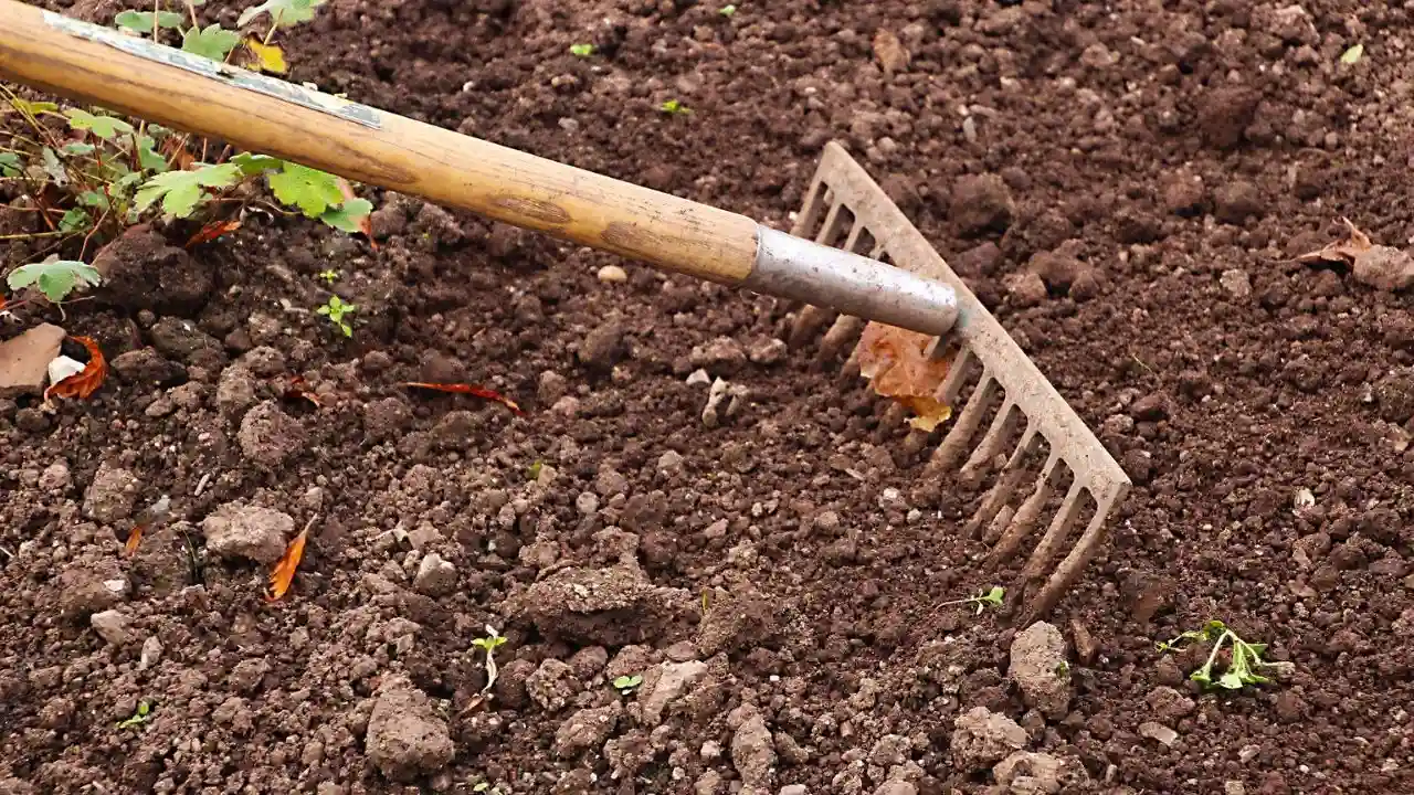 Is Charcoal Ash Good for Plants (How to Use Correctly) 4 Improve Garden Soil Acidity