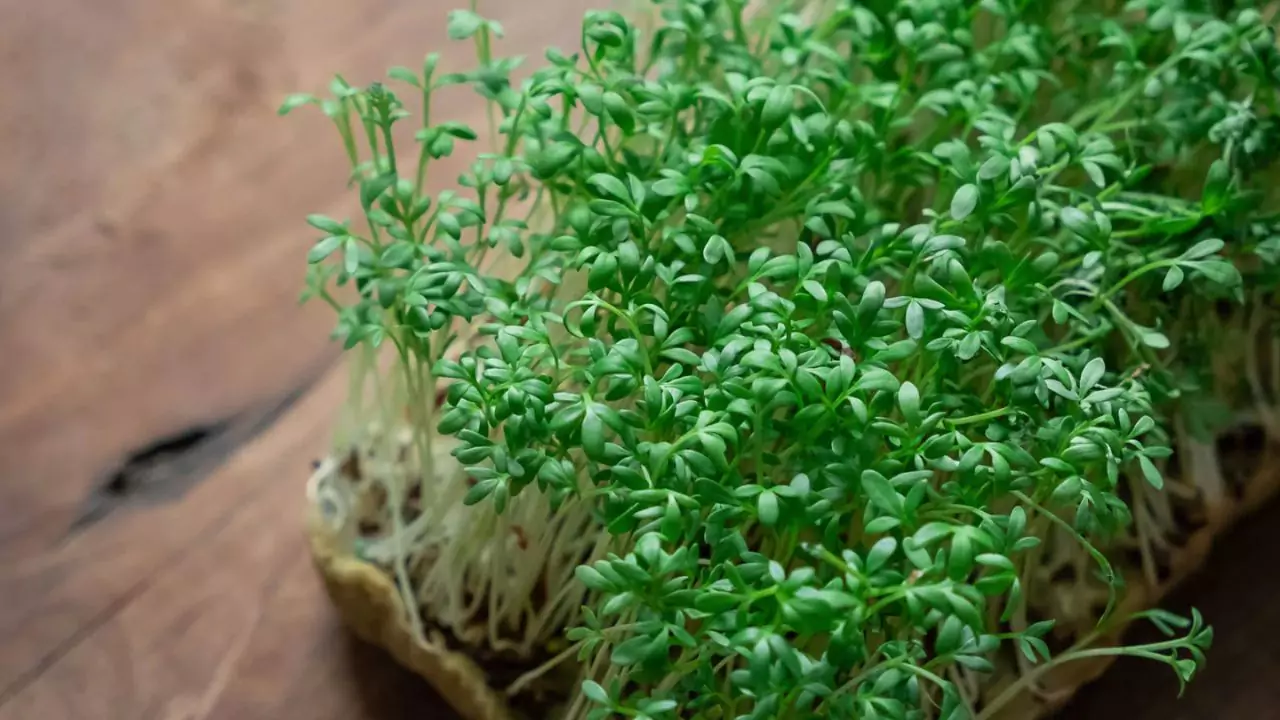 How To Grow Cress in Cotton Wool 4 Indoor planting cress