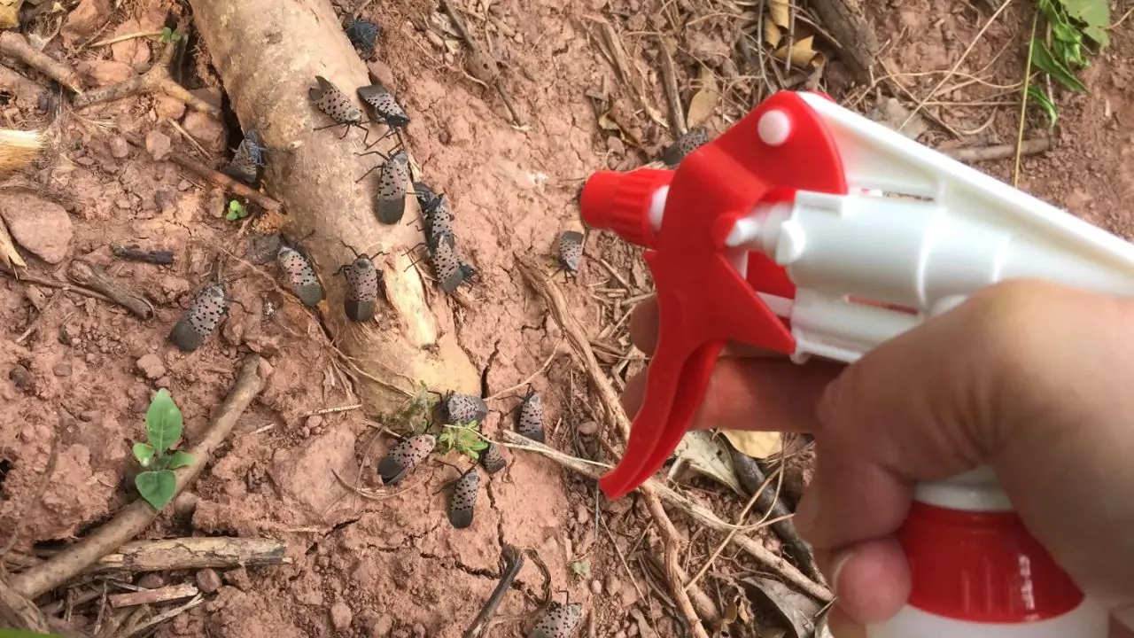 How To Spot And Treat Spotted Lanternfly 7 Insecticides Spotted Lanternflies