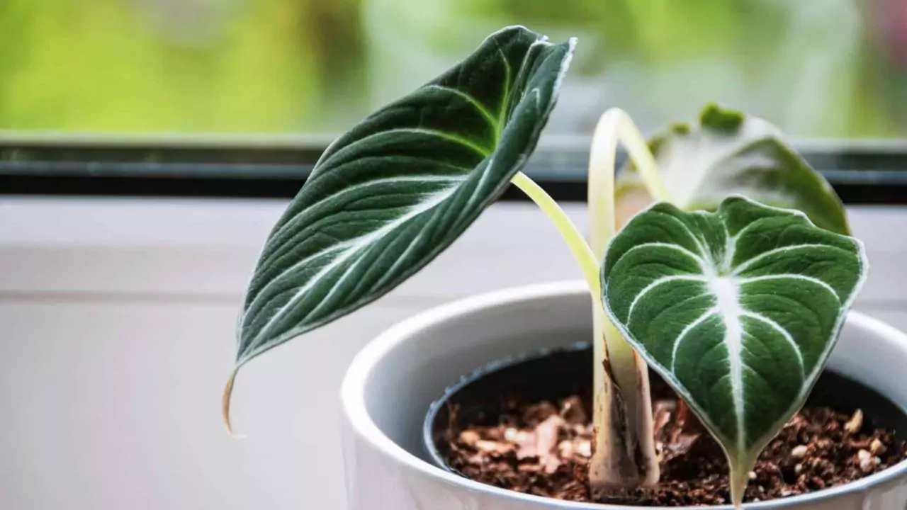 Growers Guide for Alocasia Black Velvet 2 Is Alocasia Black Velvet poisonous