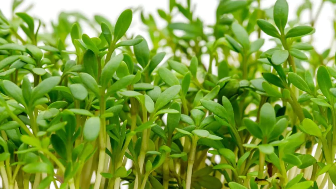 How to Grow Cress in a Jar? 2 Is cress ready to harvest