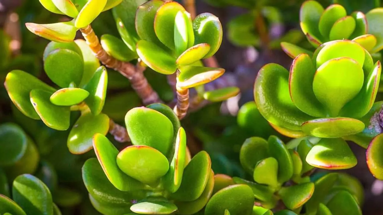 Your Complete Guide to Growing Jade Plants 3 Jade plant pests