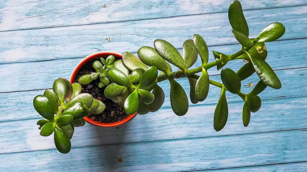 Are Succulents Good House Plants? 7 Jade