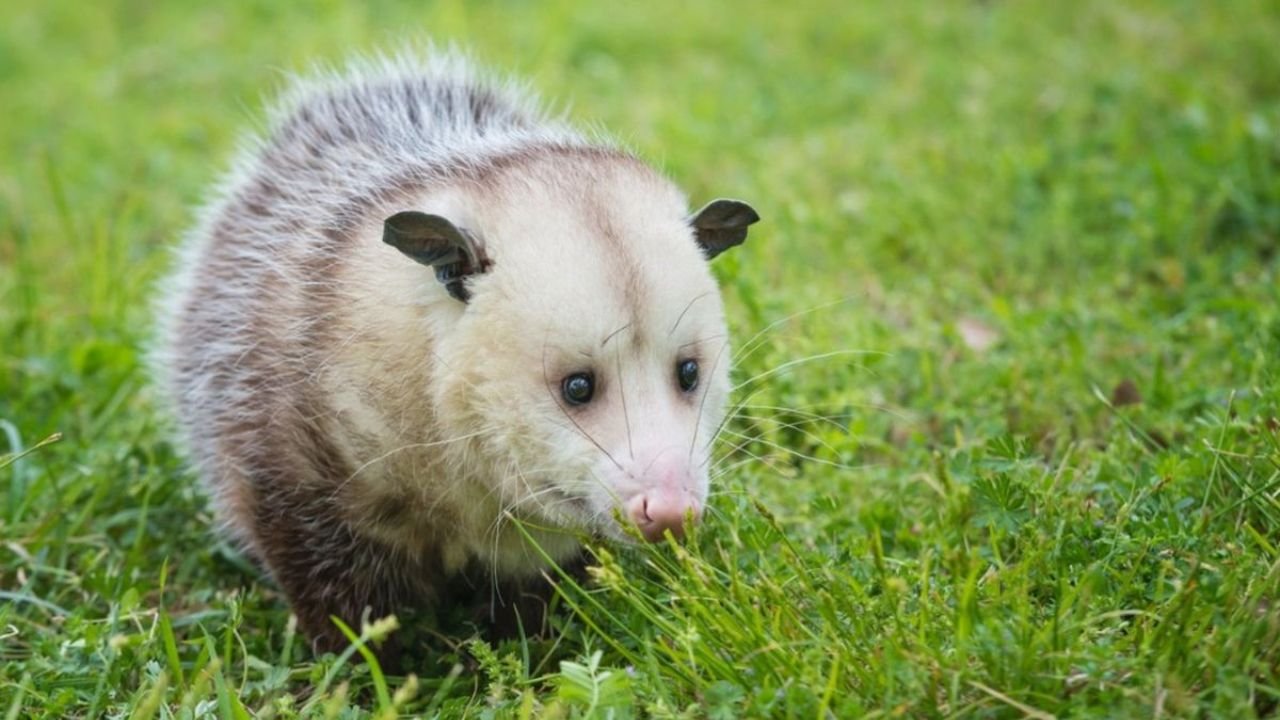 What Attracts Possums to Your Yard? 4 Keeping possums in the garden