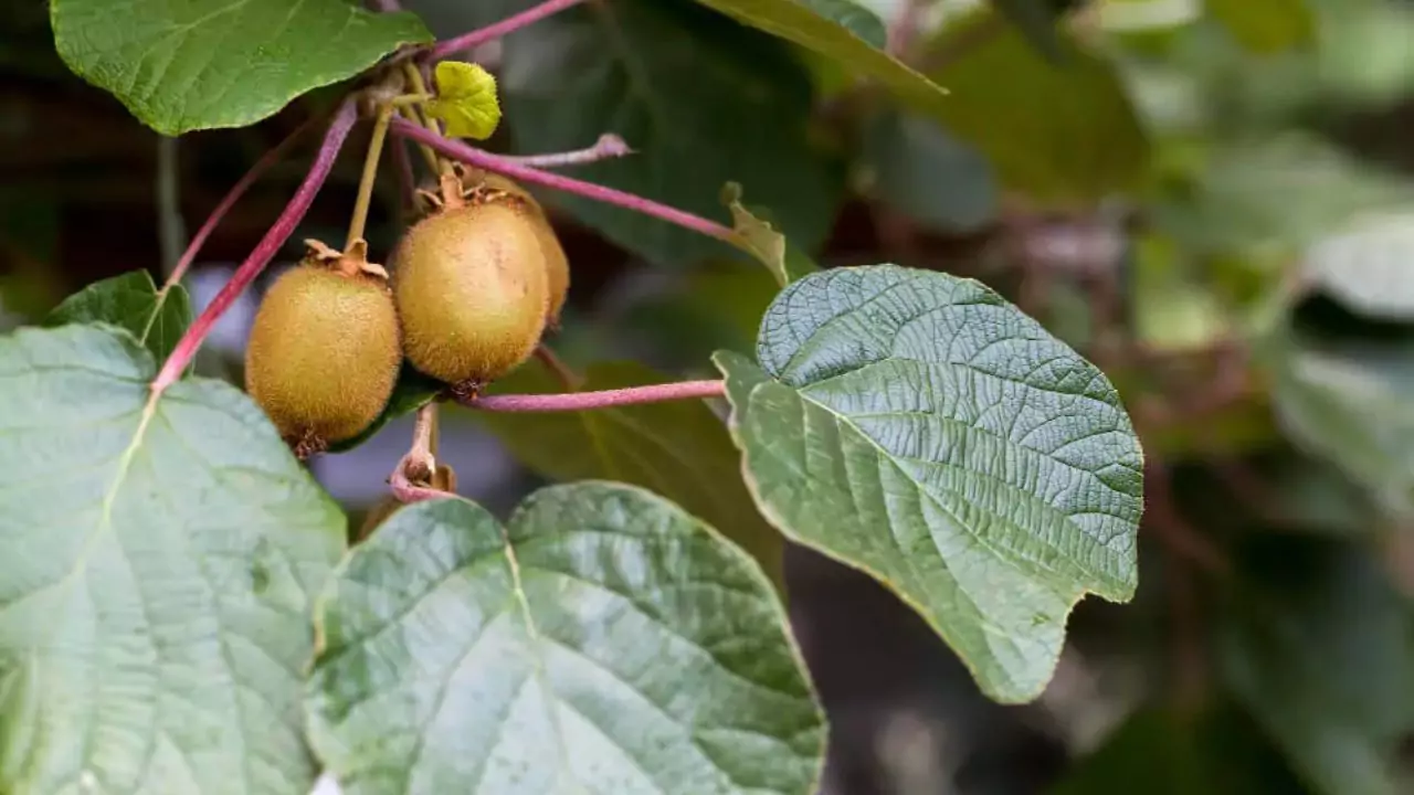 How to Grow Organic Kiwi 2 Kiwi Cultivation Guidelines