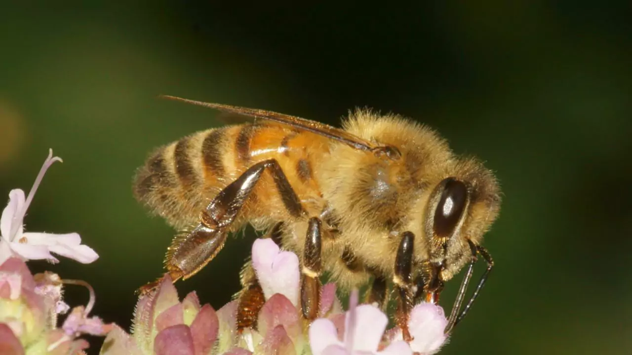 Bee Identification Guide: 31 Most Common Bees In Our Gardens 7 Koschevnikovs honey bee – Apis koschevnikovi