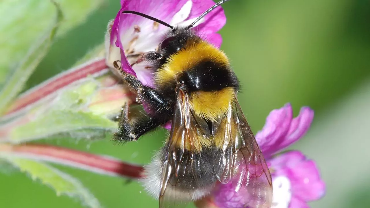 Bee Identification Guide: 31 Most Common Bees In Our Gardens 16 Large Garden Bumblebee – Bombus ruderatus