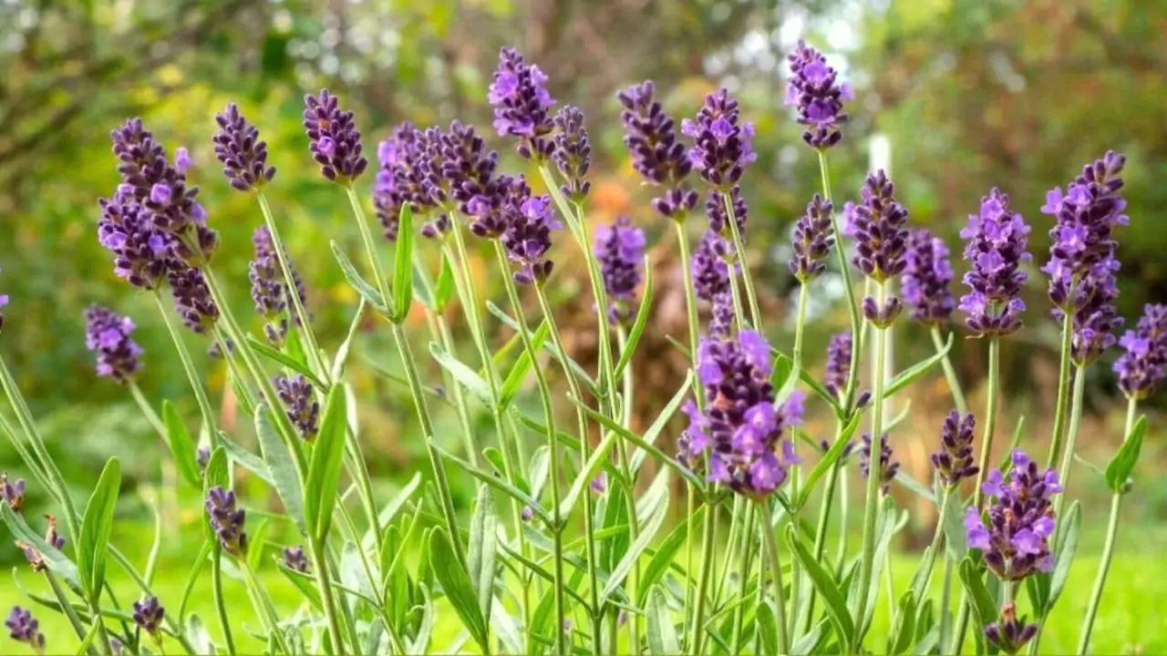 Lavender In Winter Guide (What To Expect) 6 Lavender