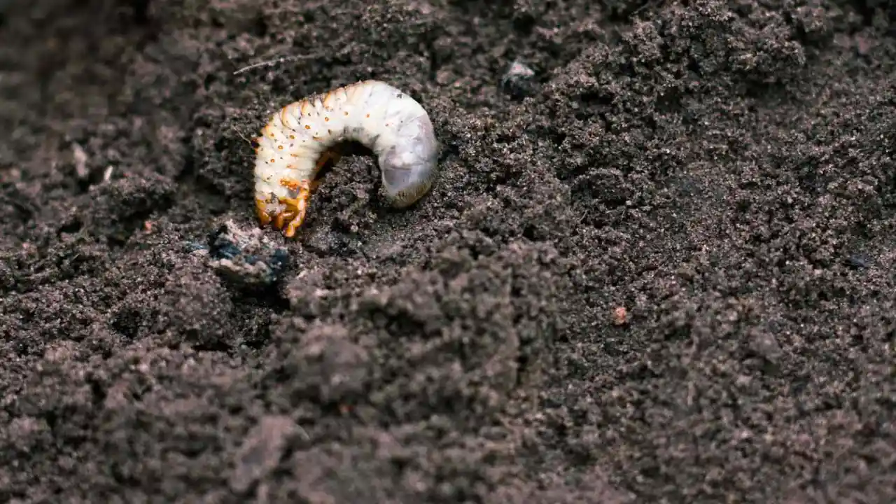 11 Lawn Grub Facts (#7 Shocked Me) 4 Lawn grub food