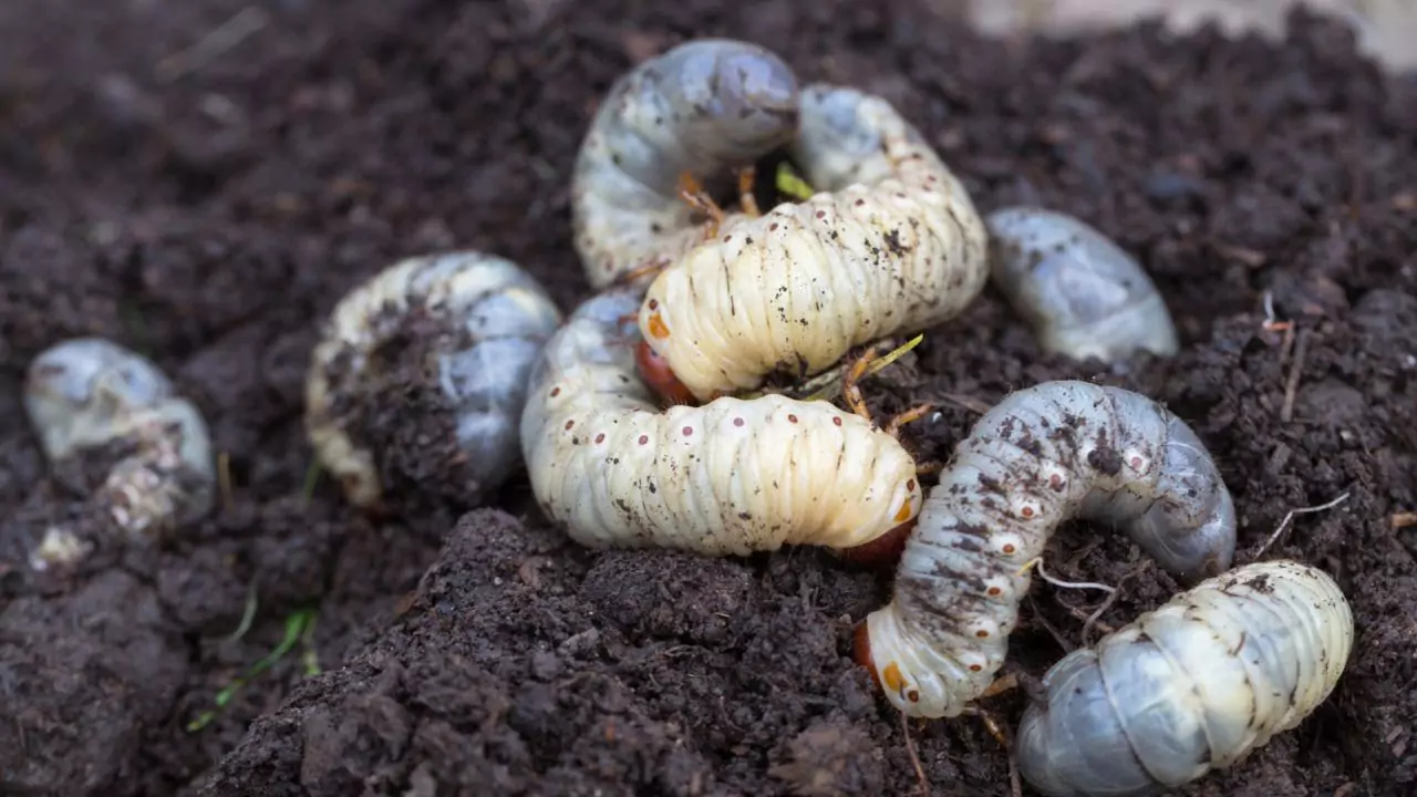 11 Lawn Grub Facts (#7 Shocked Me) 5 Lawn grub lifespan