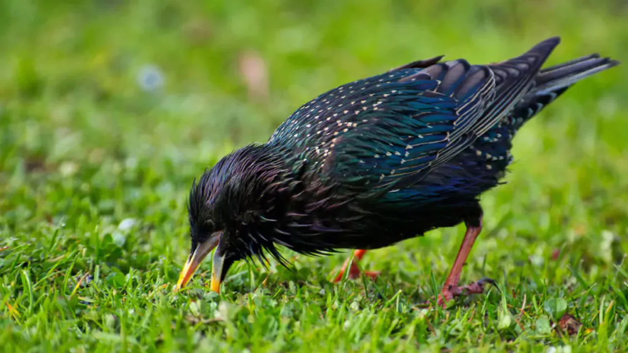 11 Lawn Grub Facts (#7 Shocked Me) 3 Lawn grub predator