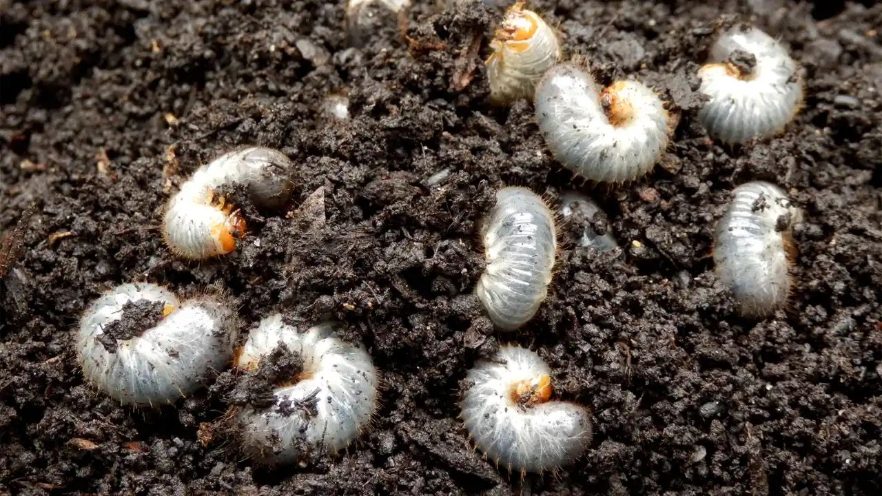 11 Lawn Grub Facts (#7 Shocked Me) 2 Lawn grub timing