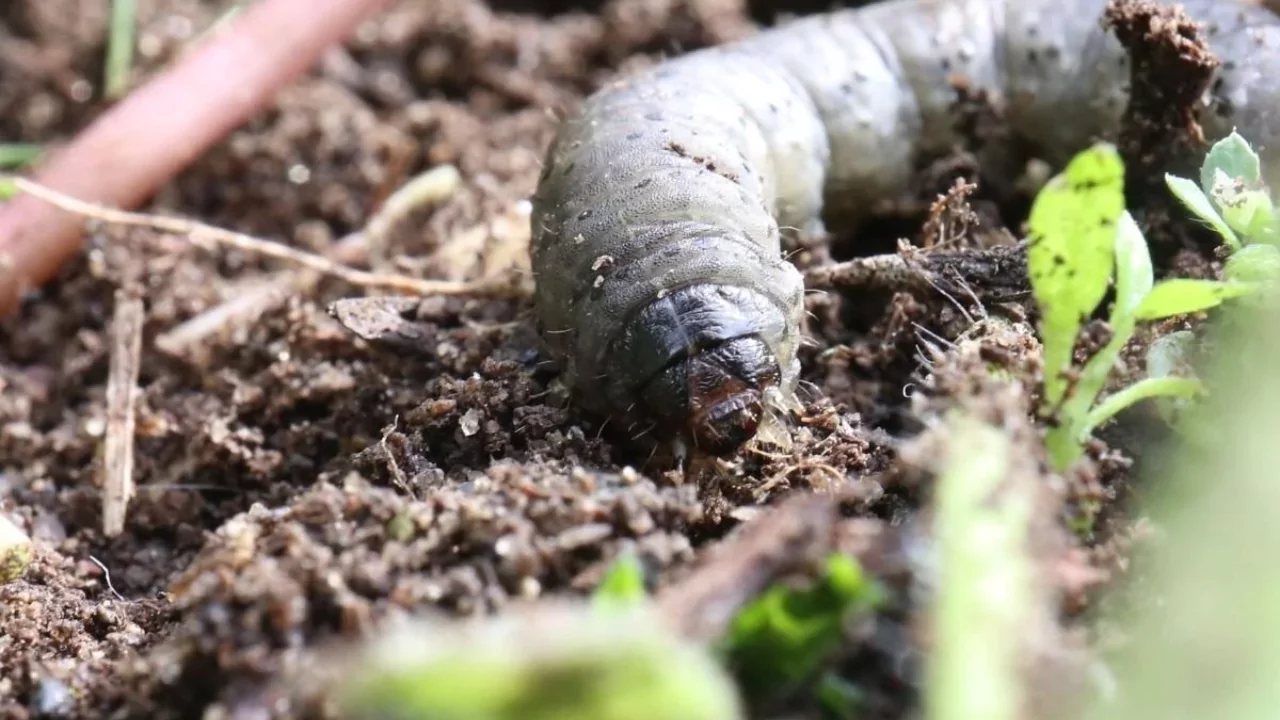 11 Lawn Grub Facts (#7 Shocked Me) 6 Lawn grub