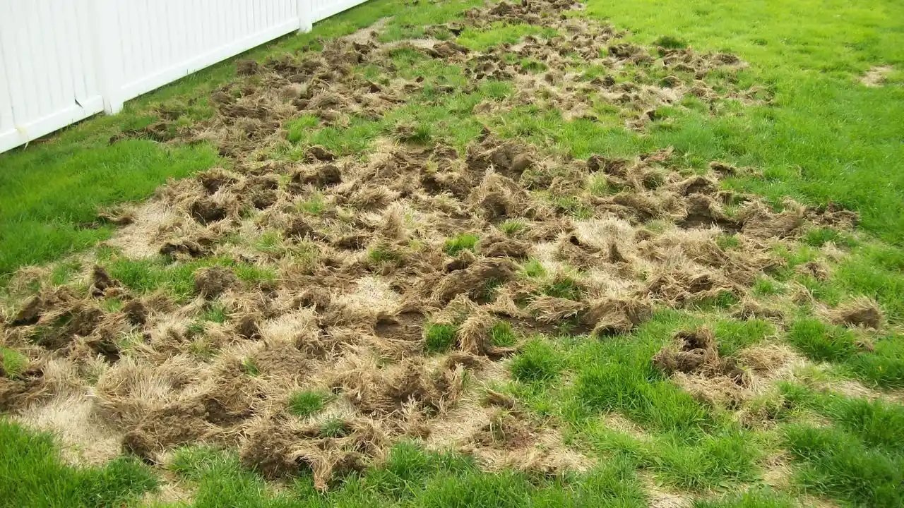 11 Lawn Grub Facts (#7 Shocked Me) 1 Lawn grubs damage