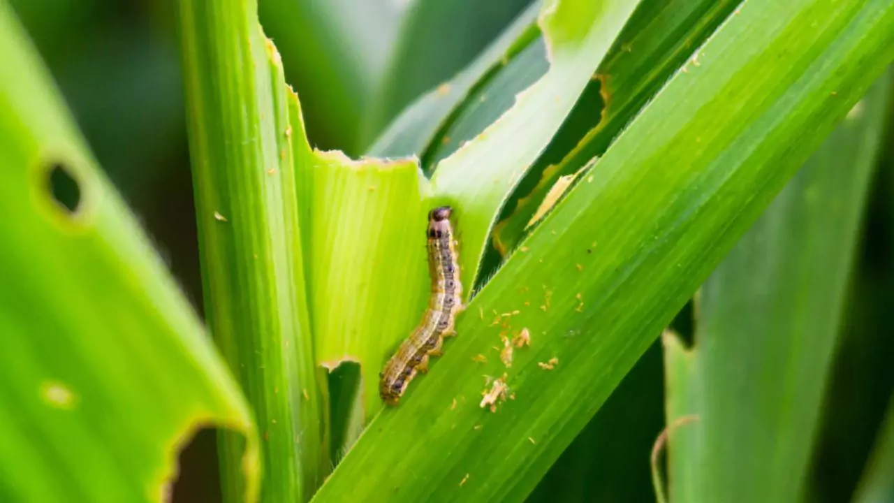 11 Lawn Grub Facts