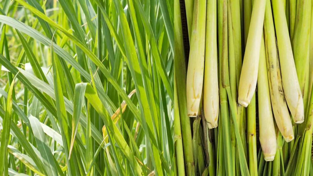 Complete Guide to Lemon Grass 6 Lemon Grass harvested