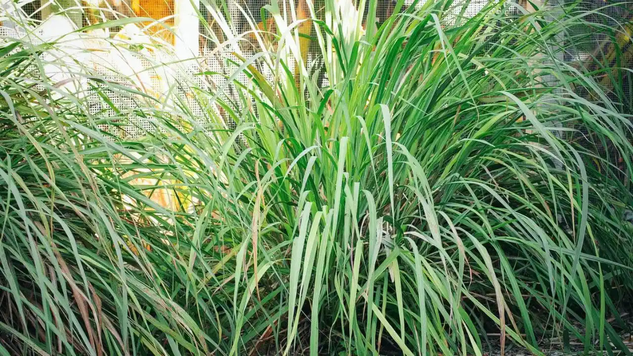 Complete Guide to Lemon Grass 2 Lemon Grass plant