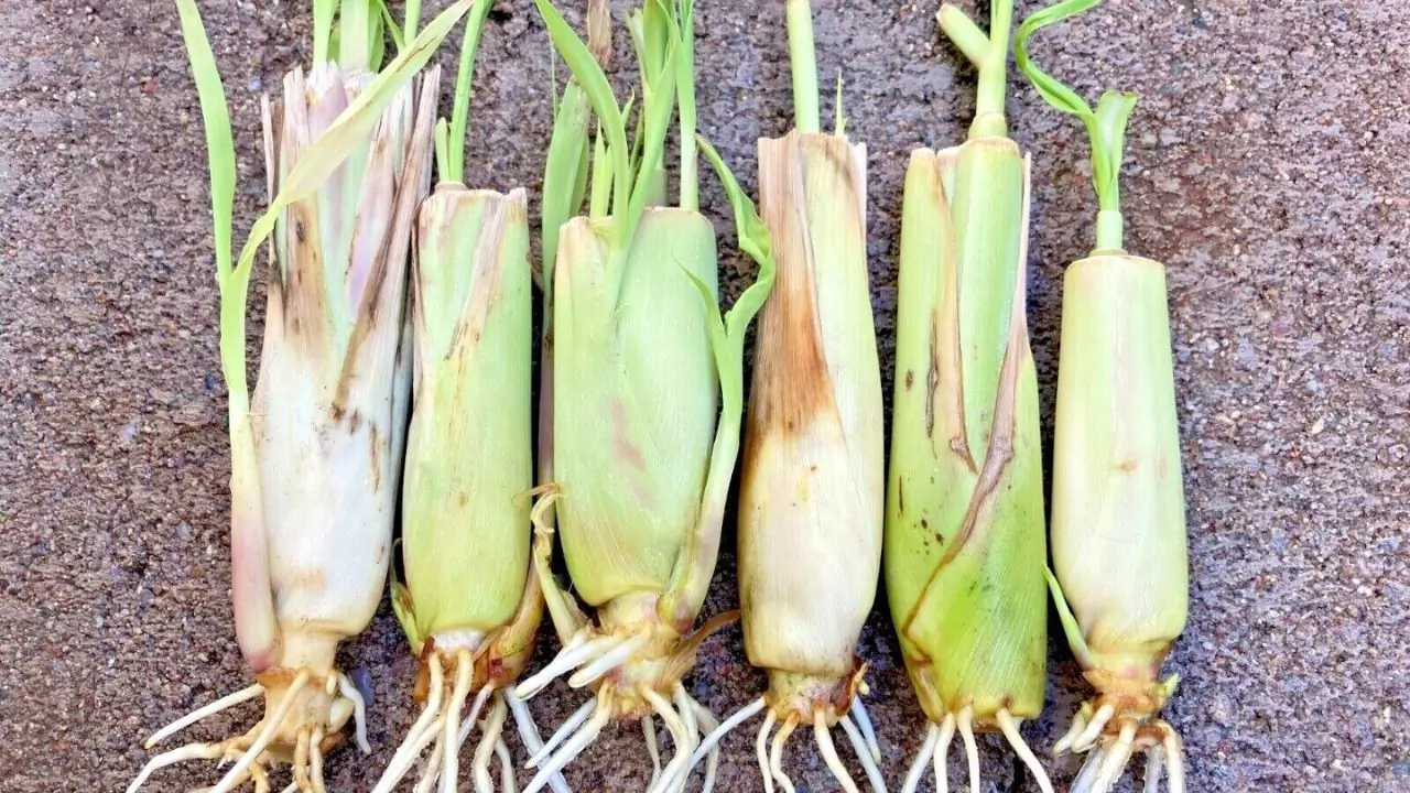 Complete Guide to Lemon Grass 4 Lemon Grass roots