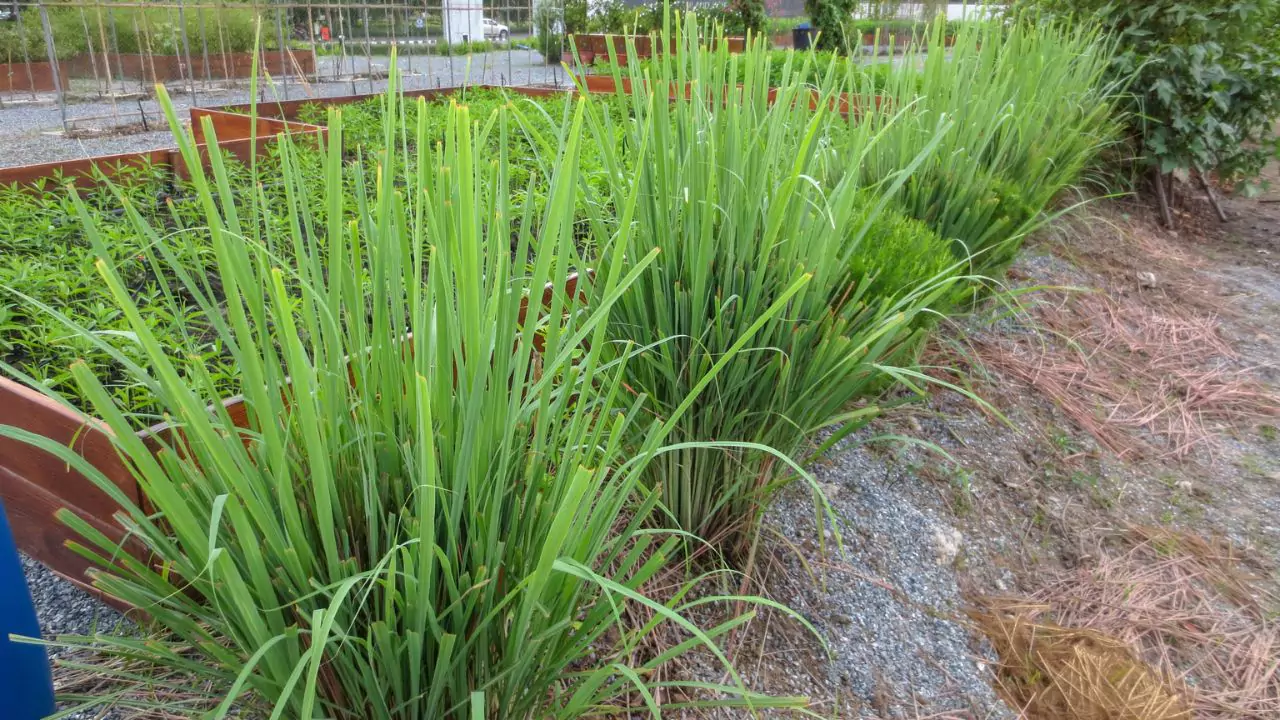 Complete Guide to Lemon Grass 7 Lemon Grass rusting blades