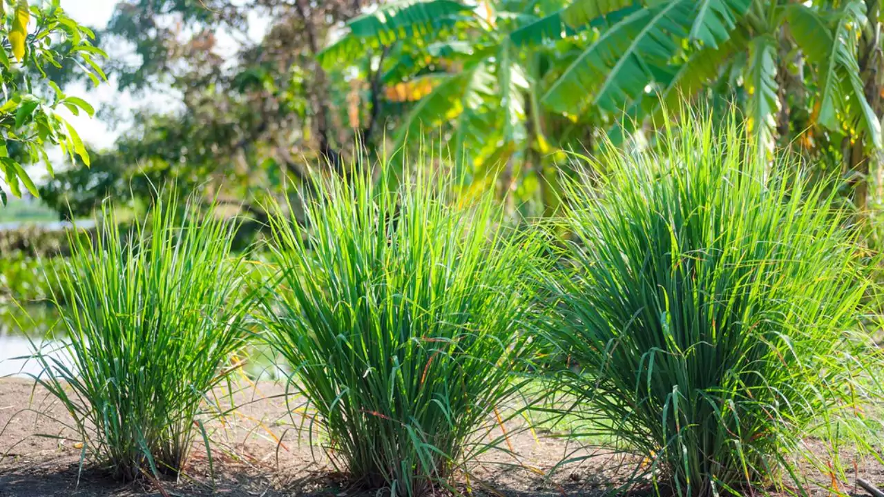 Complete Guide to Lemon Grass 3 Lemon Grass soil