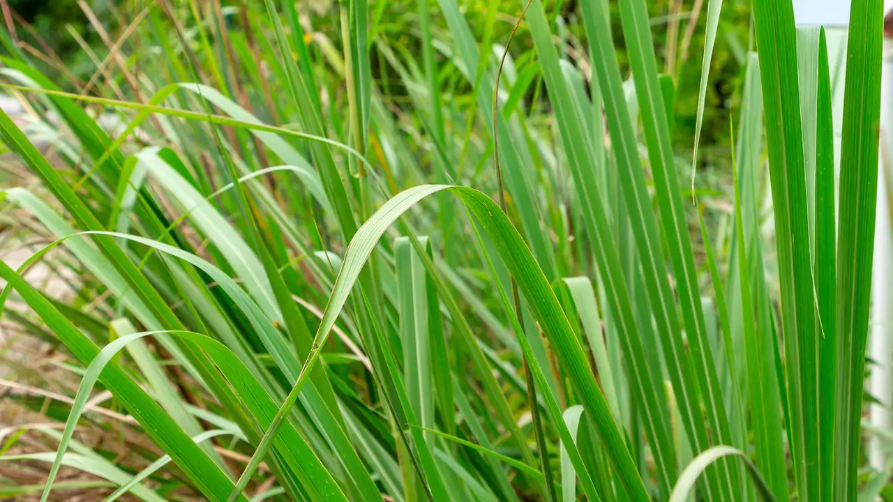 Complete Guide to Lemon Grass 1 Lemon Grass varieties 1