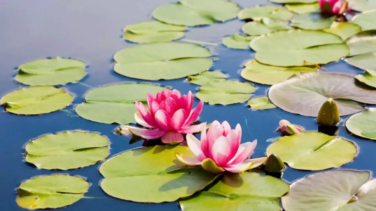 Lotus flower