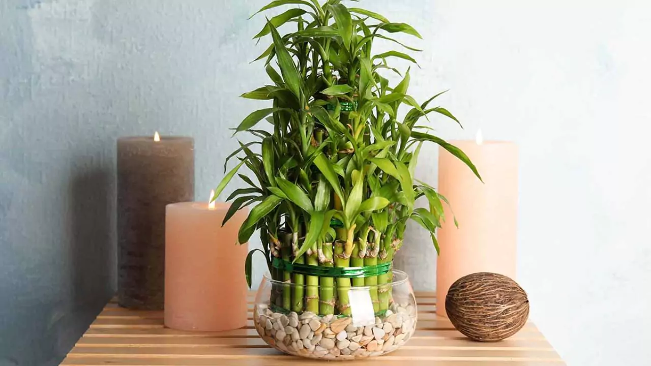 5 Reasons Why Your Bamboo Plant Is Dying