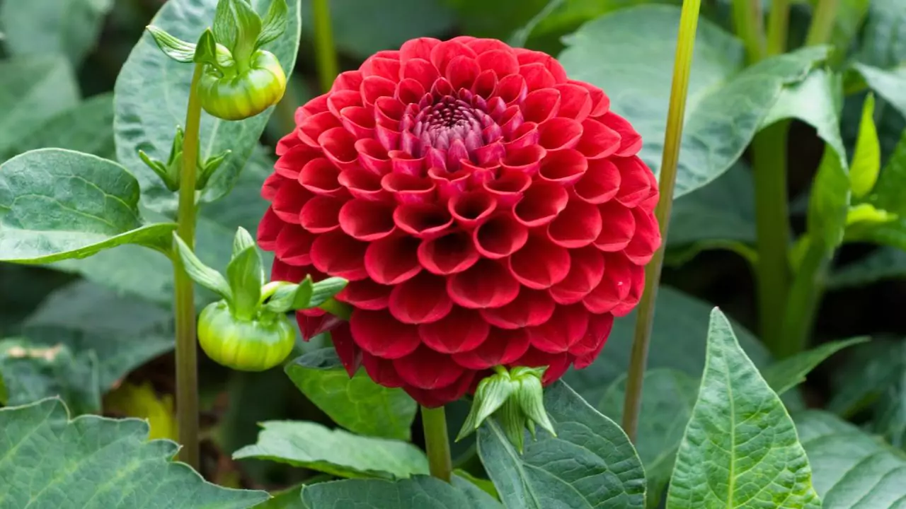 Can You Leave Dahlias In The Ground Over Winter? 3 Magnificent Dahlia