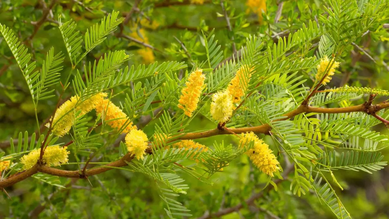 Mesquite Tree