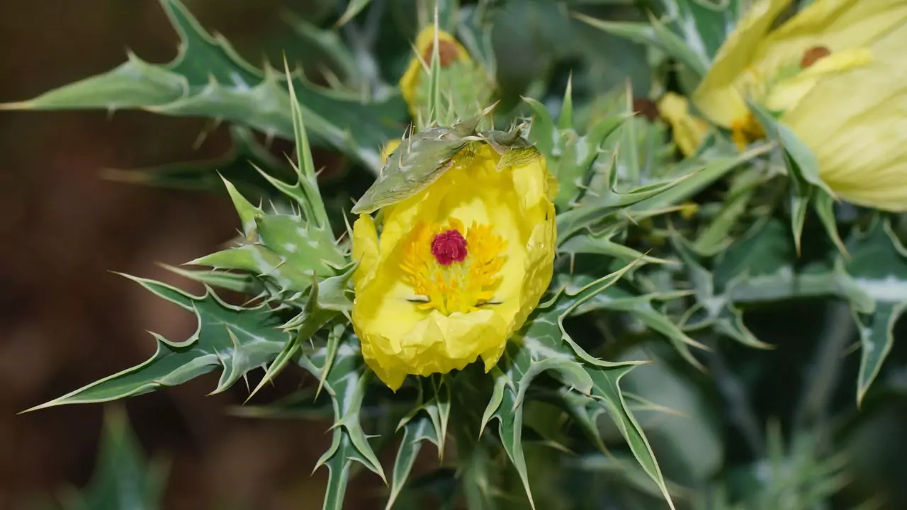 Mexican Poppy