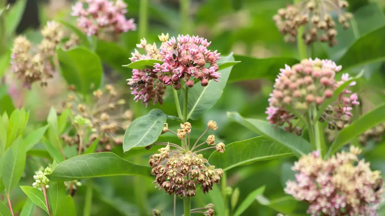 Why Are Spotted Lanternfly Bad? 4 Milkweed
