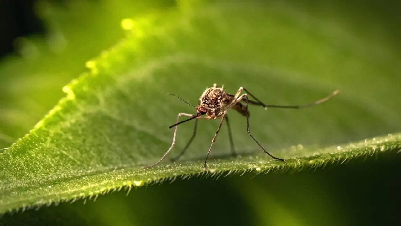 Do Garden Ponds Attract Mosquitoes