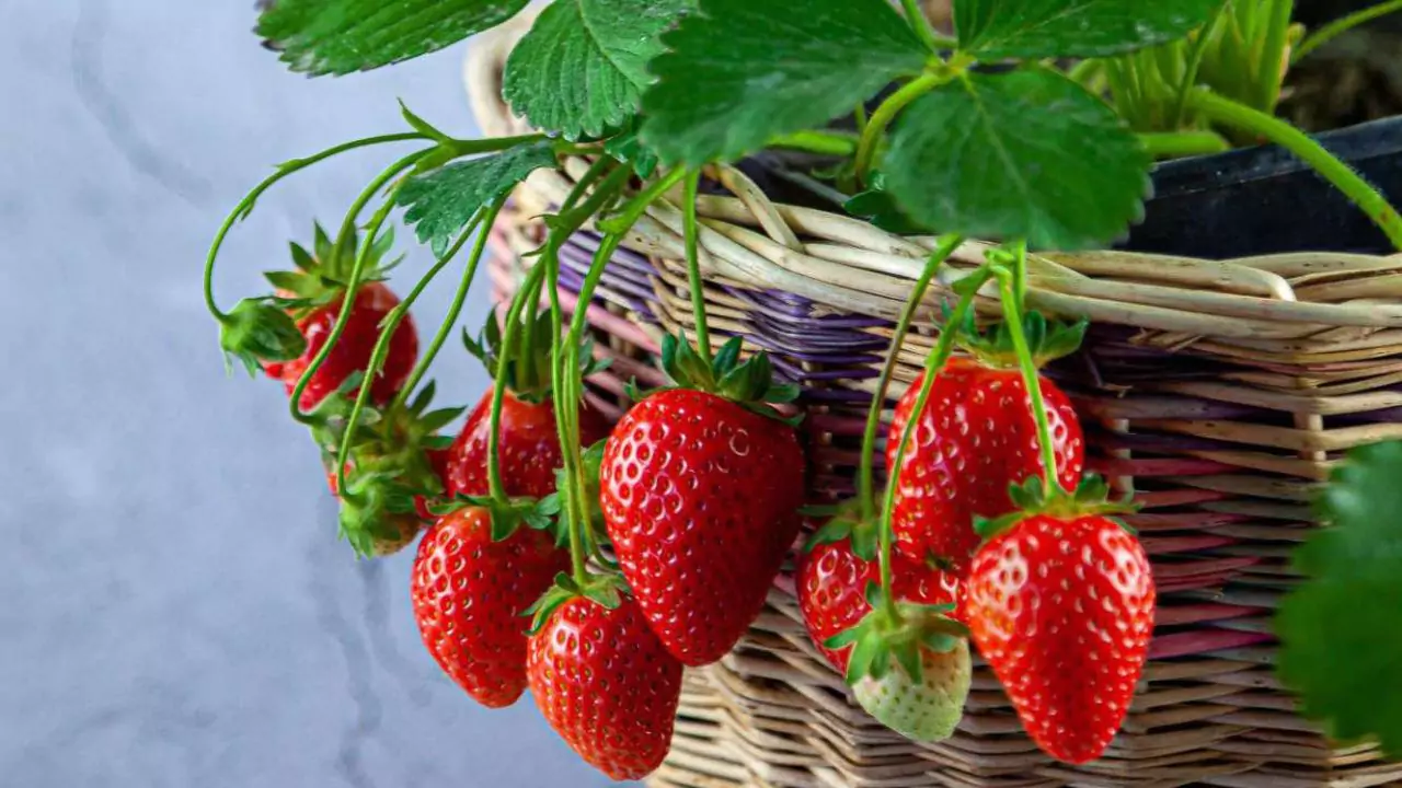 Often to Water Strawberries