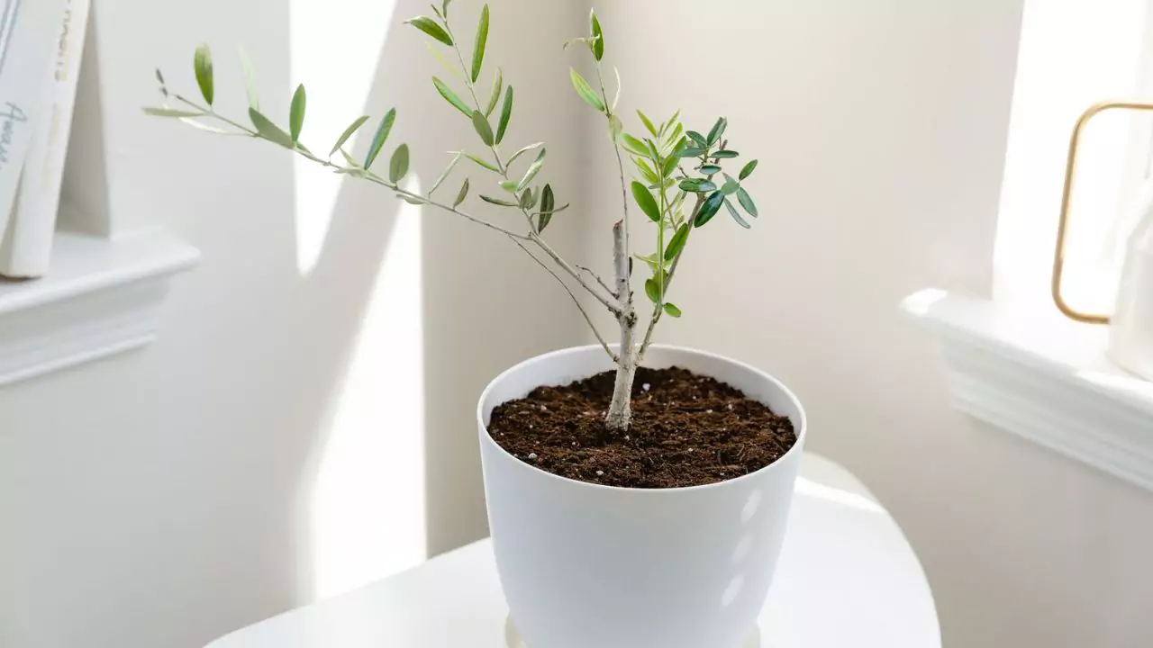 Olive tree 1