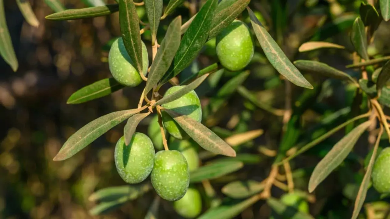 Olive tree
