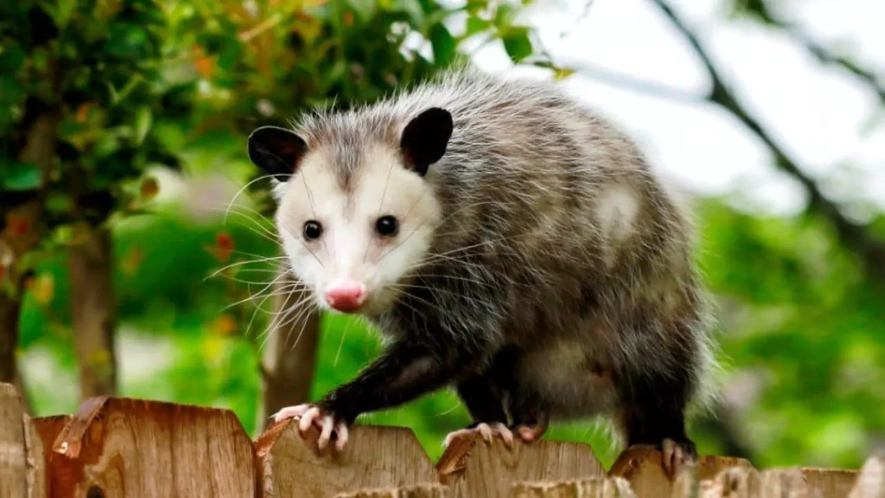 What is Attacking My Bird Feeder at Night