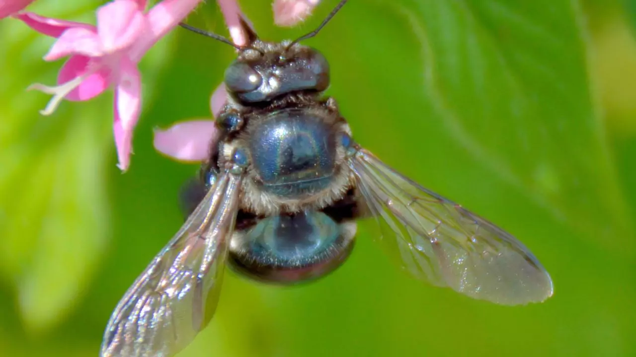 Bee Identification Guide: 31 Most Common Bees In Our Gardens 20 Orchard mason bee