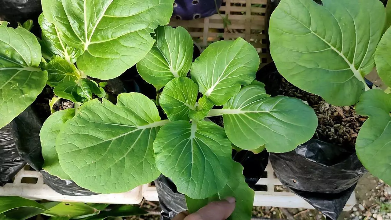 How to Grow Organic Pechay