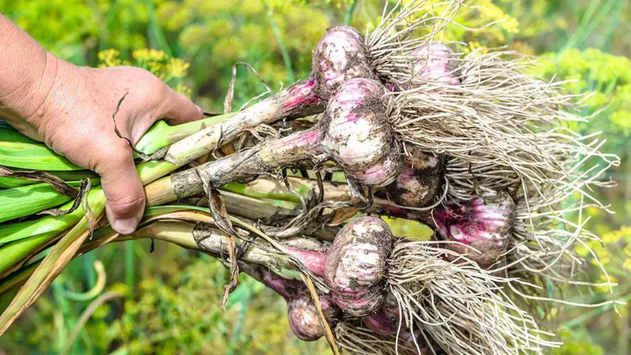 How to Get Rid of Rabbits without Killing Them (Harmless Methods) 4 Organic garlic 1