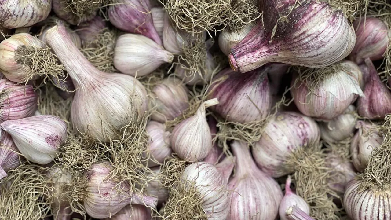 Can You Plant Organic Garlic From The Store? 1 Organic garlic