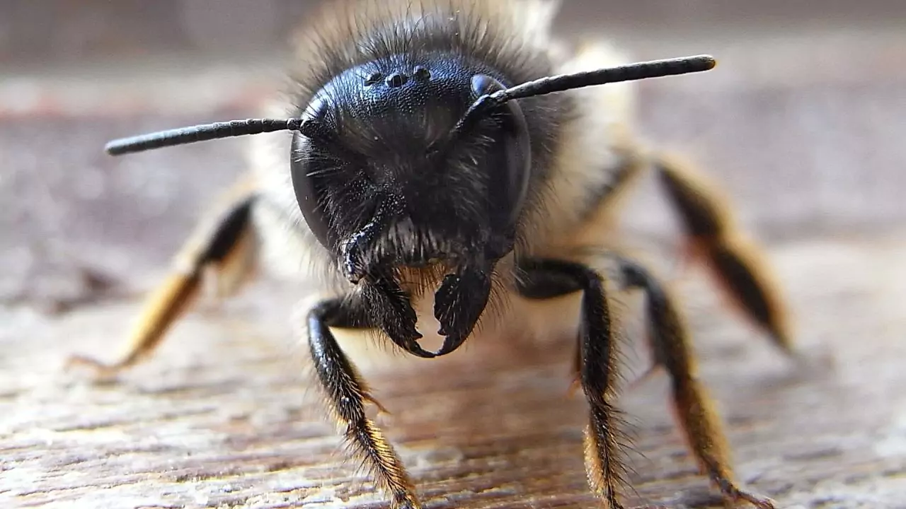 Bee Identification Guide: 31 Most Common Bees In Our Gardens 22 Osmia Californica