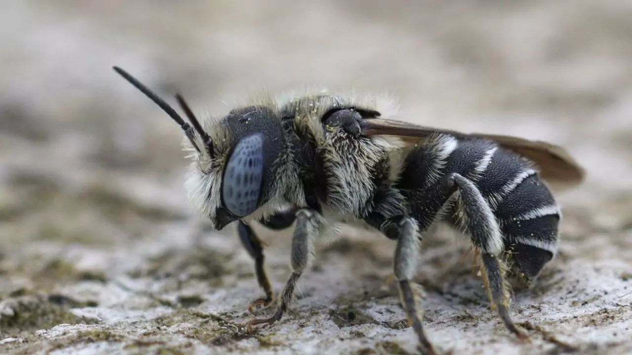 Bee Identification Guide: 31 Most Common Bees In Our Gardens 18 Osmia