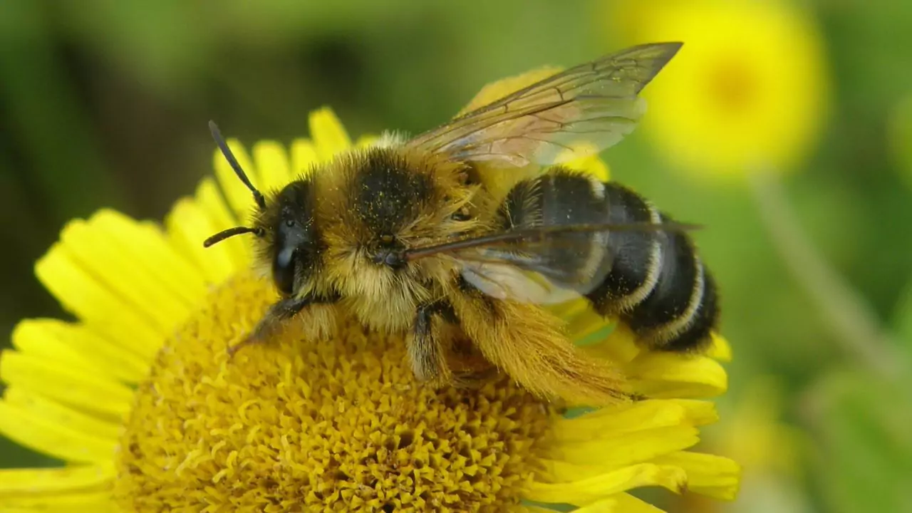Bee Identification Guide: 31 Most Common Bees In Our Gardens 32 Pantaloon bees Dasypoda hirtipes